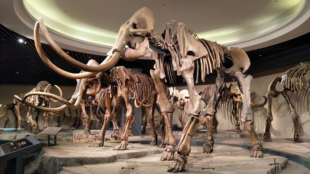 北极再现史前生物,南极爆发新冠疫情,大自然正悄悄惩罚人类