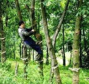 割漆工人,割漆手艺