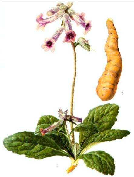 中医地黄的功效与作用,滋阴最好的中药地黄