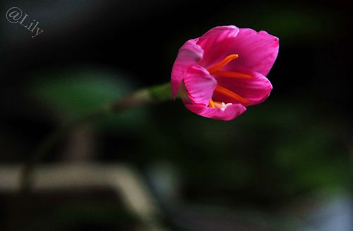 春暖花开原创的声音,倾听花开的声音