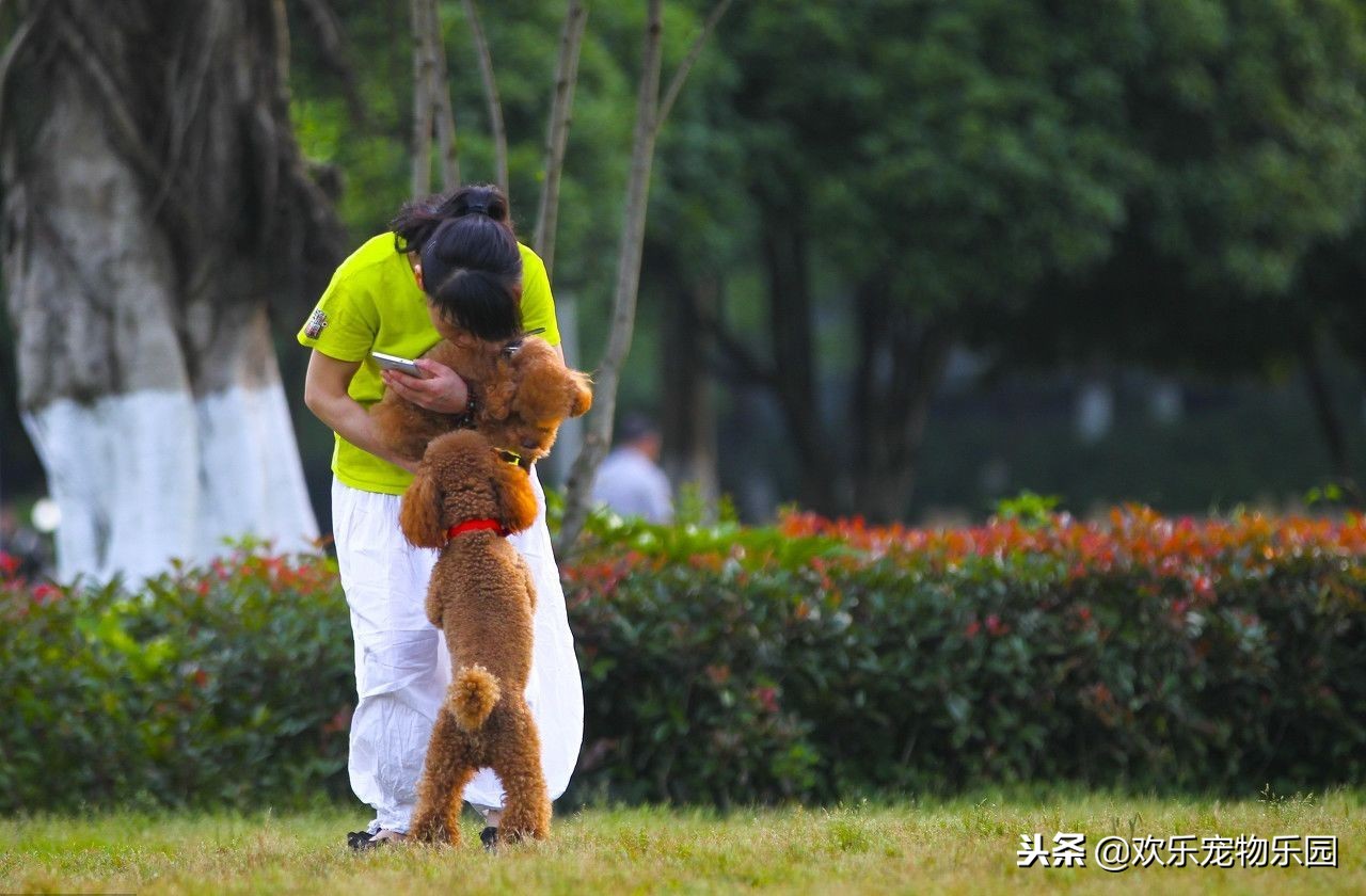 泰迪犬走路不直视主人怎么回事,怎样看待泰迪直立行走