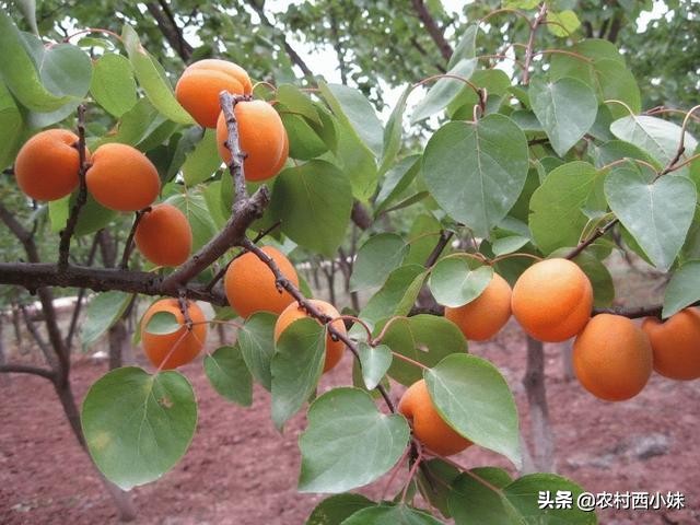 种植杏树苗的方法,种植杏树一般株行距多远最适宜