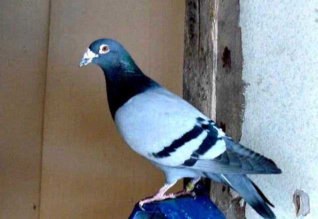 育雏期间怎样预防毛滴虫,鸽子预防毛滴虫最好的方法