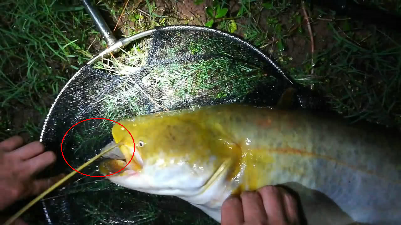 夏末秋初钓胡子鲶，子线都能给你磨断，隔壁小孩这下真哭了