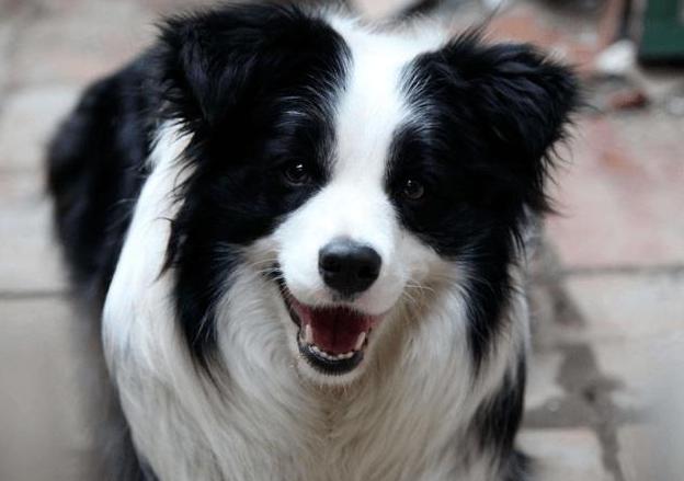 狗狗做绝育全过程,给狗狗做绝育还会乱尿吗