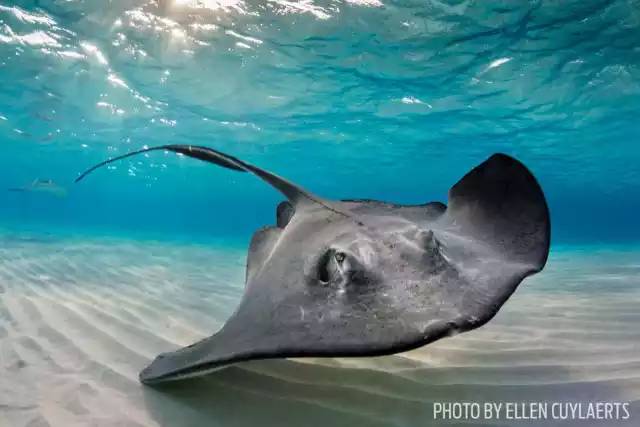 自由潜水怎么玩,潜水20个基本技巧