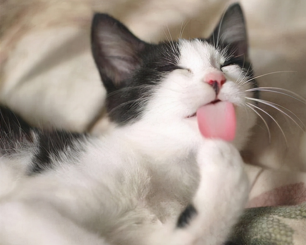 猫咪舔脚要注意什么,猫咪舔东西