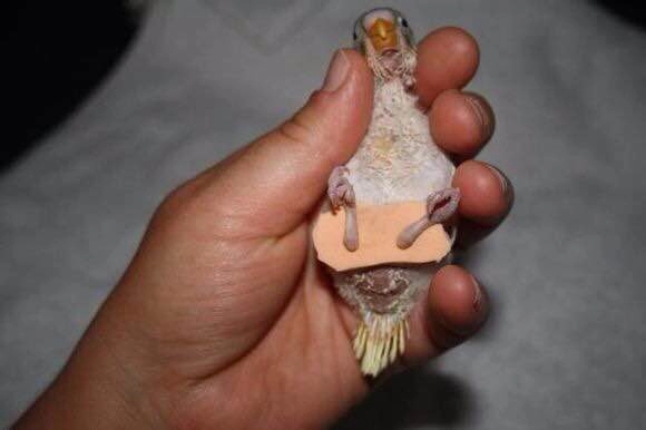 鹦鹉忽然站不起来挣扎,鹦鹉突然站不起来是什么病