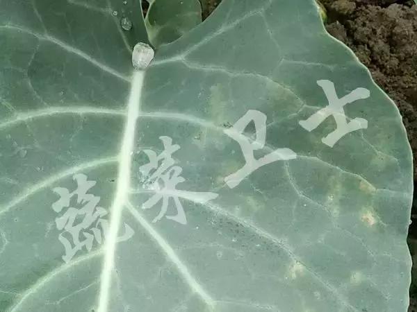 番茄专治机油病,番茄苗期得机油病