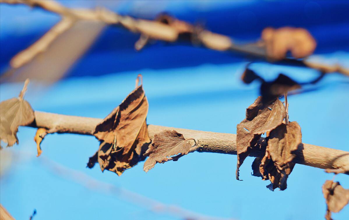 浙江高山甜桔柚,浙江绿色甜桔柚