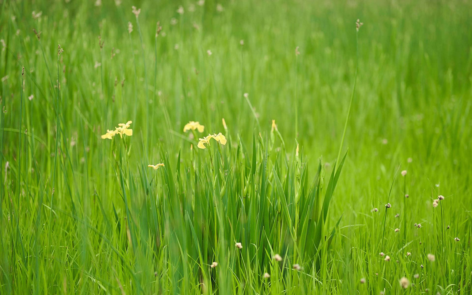 小诊所林可霉素,林可霉素治猪胀气