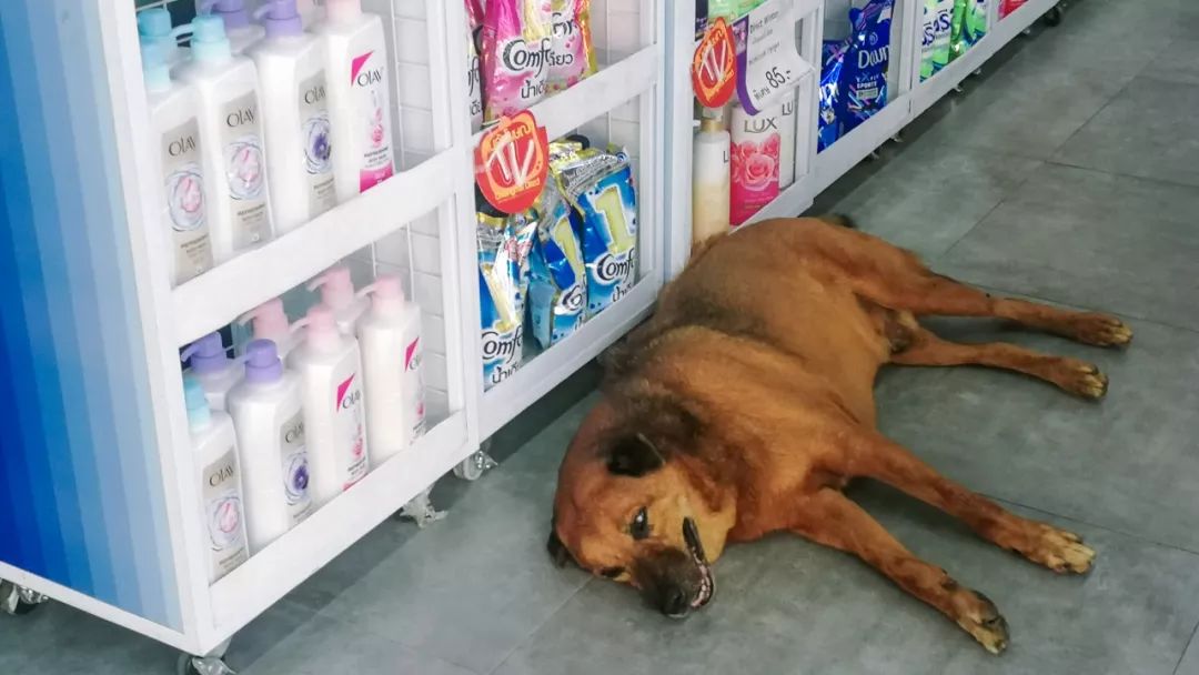 清迈的现状,清迈重逢