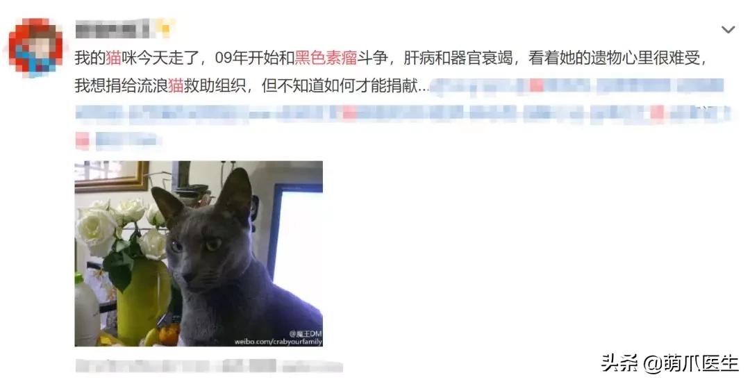 猫咪皮肤有黑斑点还很容易掉毛,猫咪身上有黑色斑点是怎么回事