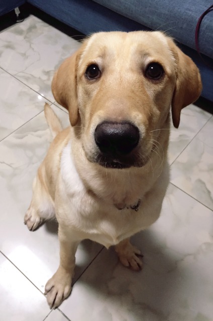 拉布拉多狗粮省钱又便宜,拉布拉多狗粮什么牌子好还便宜