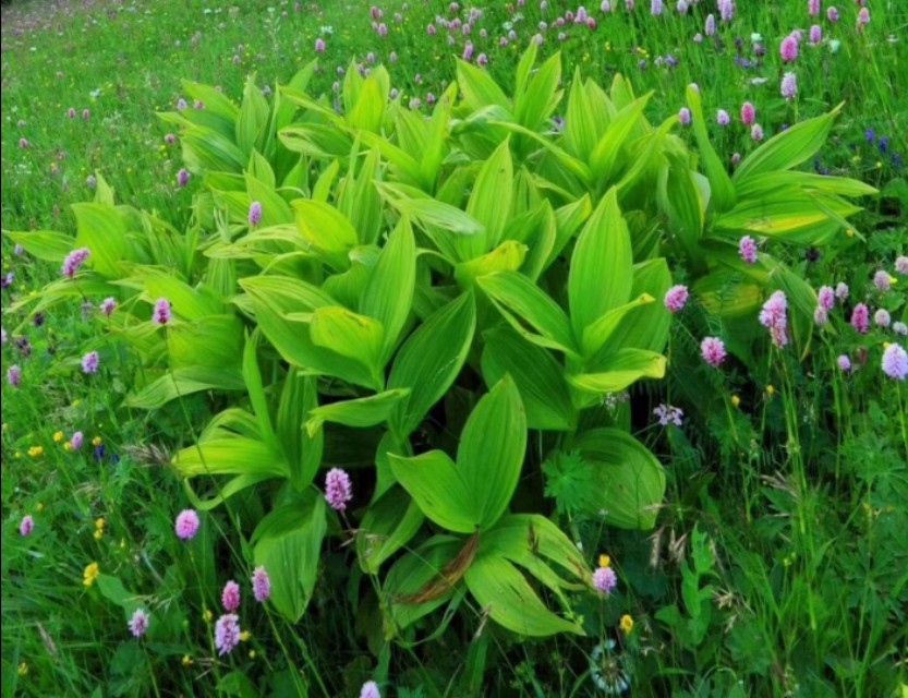 草长莺飞描写春天景色的七绝诗,暮春三月草长莺飞全诗