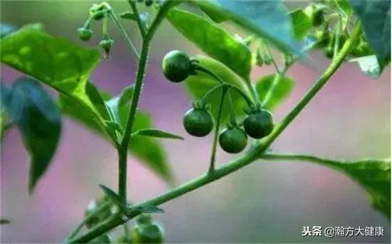 今天学个中药——龙葵（洋柿子）