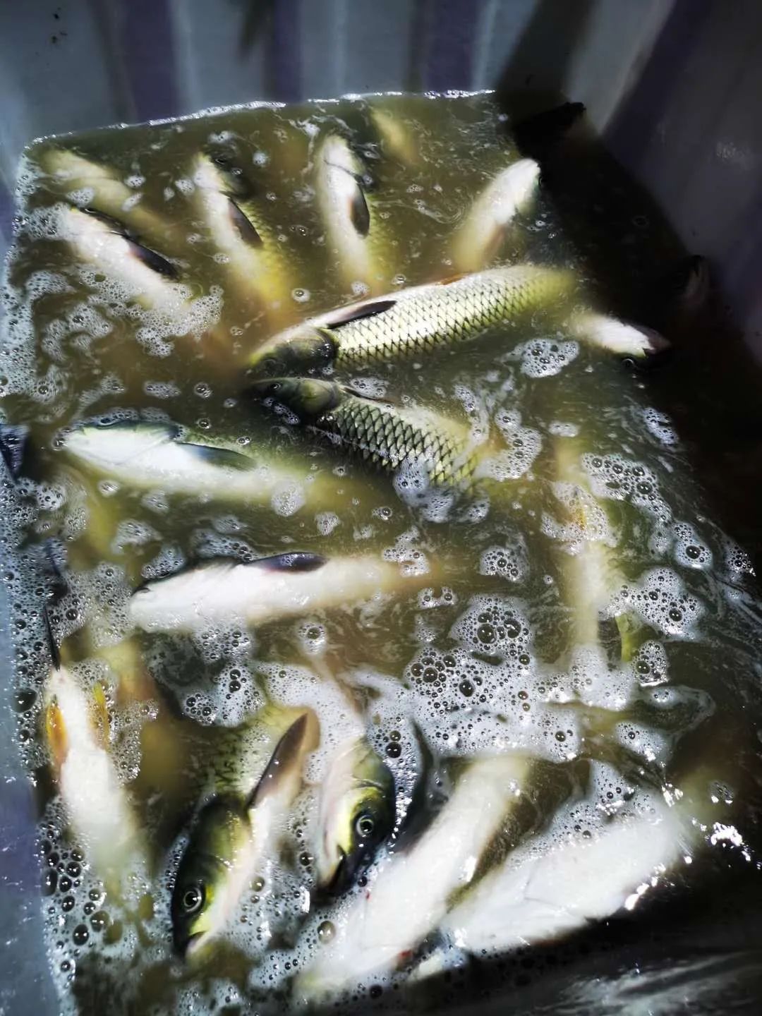 昆明排队三十年老店,昆明三十年老字号