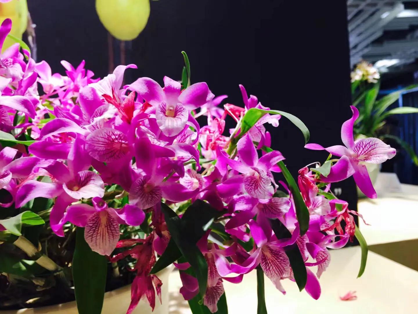 兰花最美的季节是冬季,北方冬季赏兰花