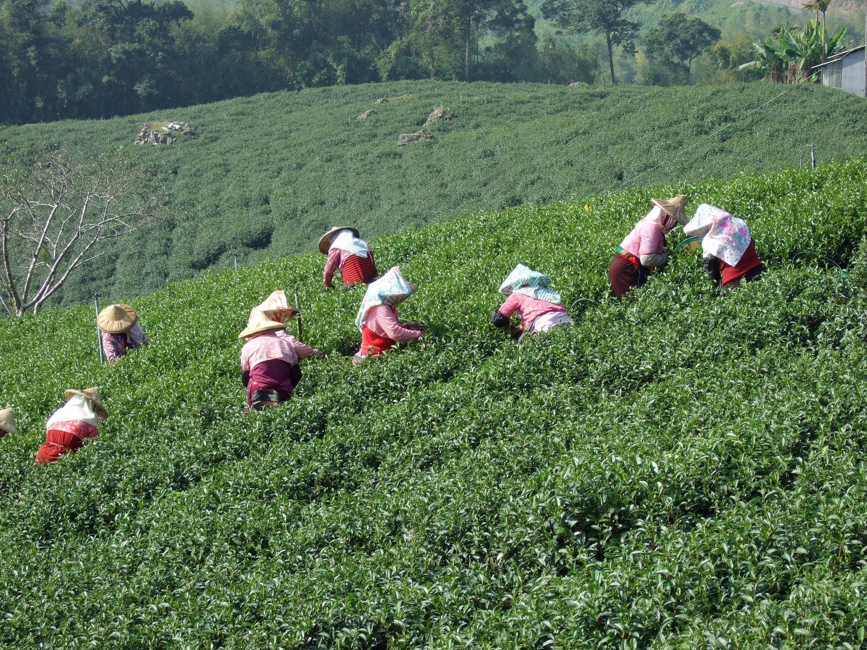 阿里山美丽动人的传说,阿里山的风光美如画