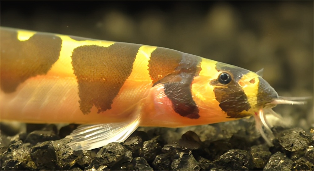 日本称人类可用肛门呼吸，还能治疗新冠，网友：那想放屁怎么办？