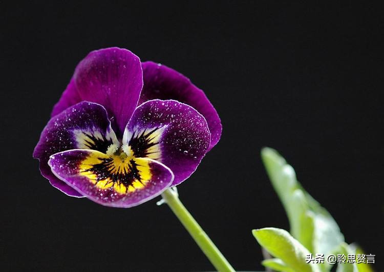 蝴蝶花的诗句大全,蝴蝶花诗句经典名句