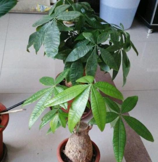 在家里养殖致富,发财树黄叶烂根怎么处理