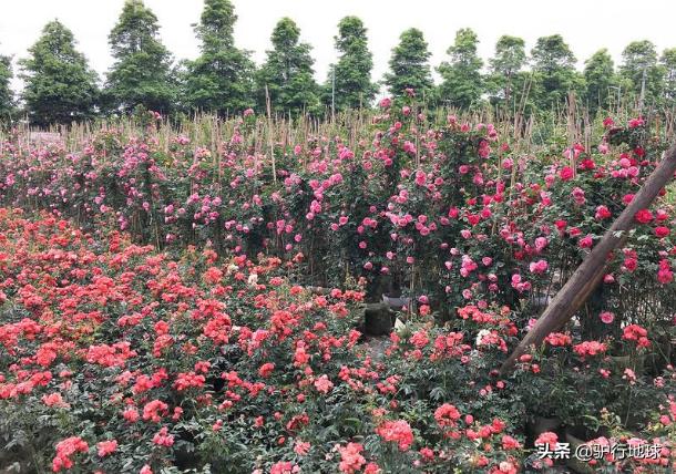 成都周边适合秋天看花的地方,成都周边看花攻略国庆节