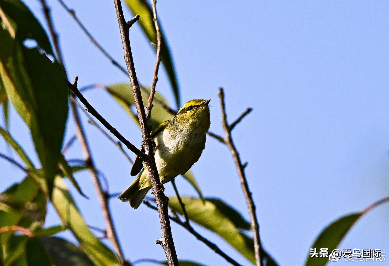 尼康z9有希望更新人像模式吗,尼康z9为什么适合打鸟