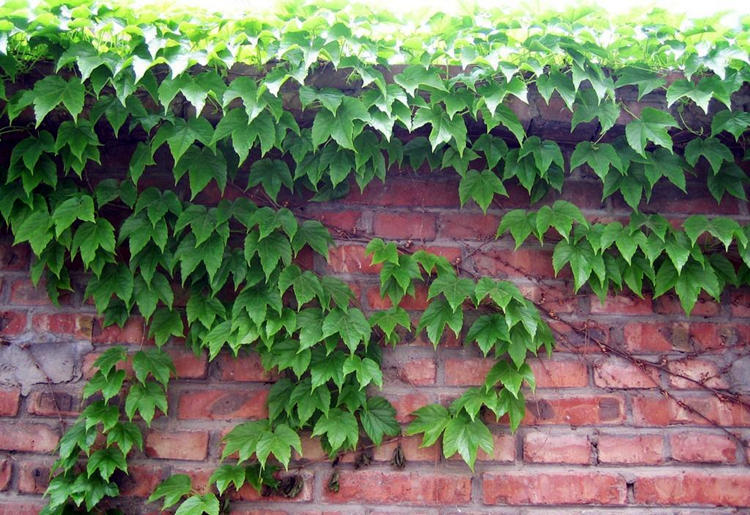 哪种爬藤花好养也长得快,爬藤花什么品种最好看