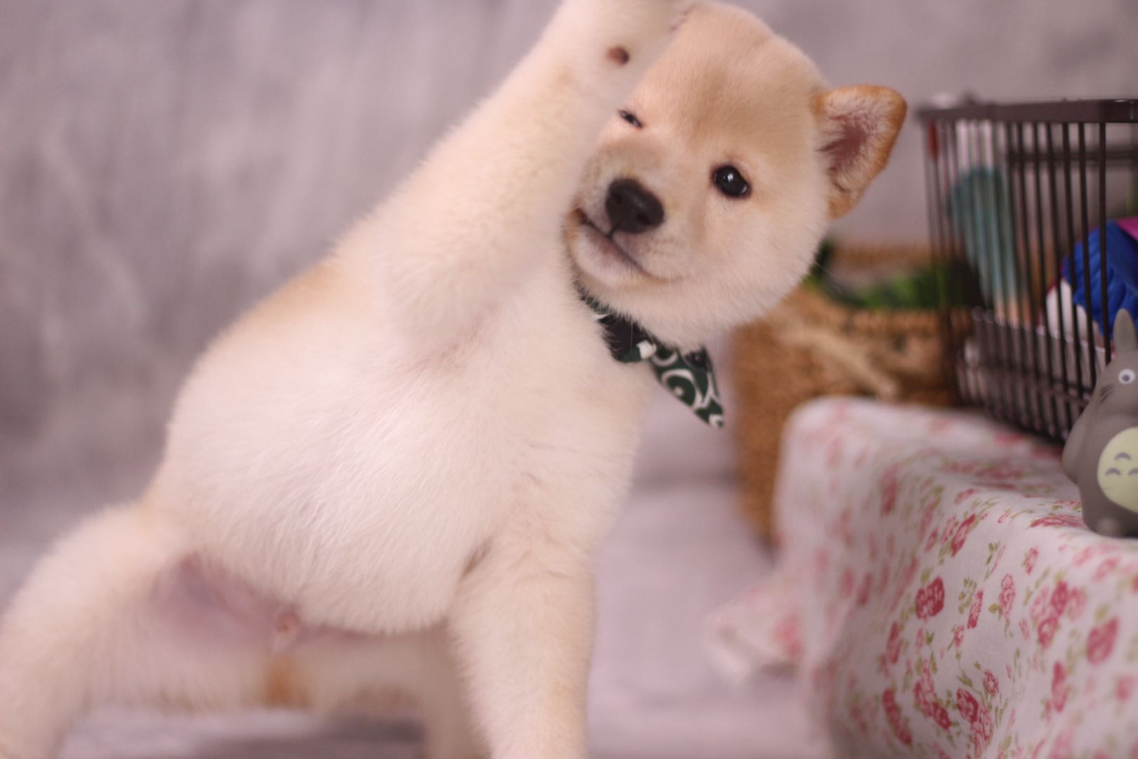 去犬舍买柴犬注意什么,网上柴犬怎么防骗