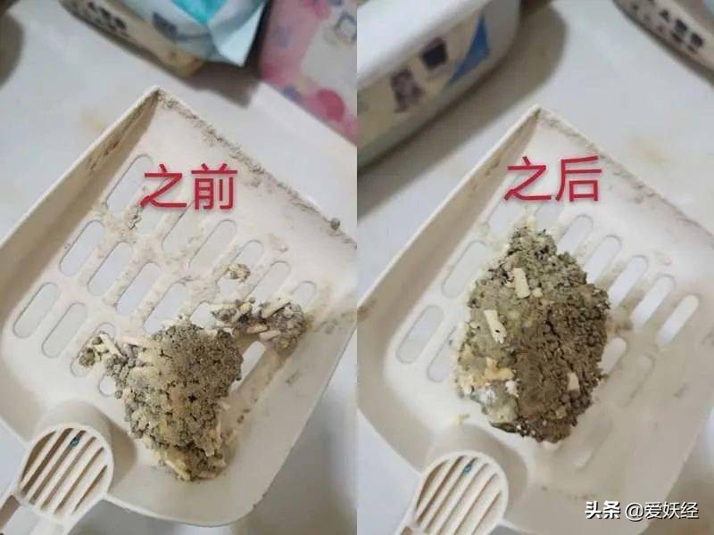 修正宠物羊奶粉测评,reddog红狗羊奶粉测评