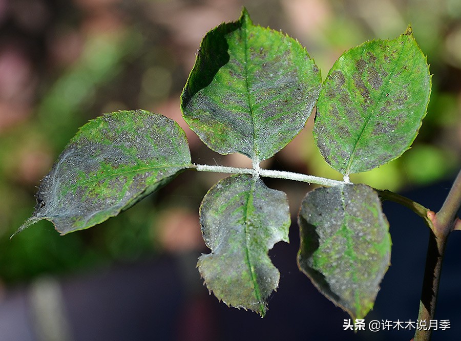 月季同时病害和虫害怎么办,月季感染蓟马怎么办