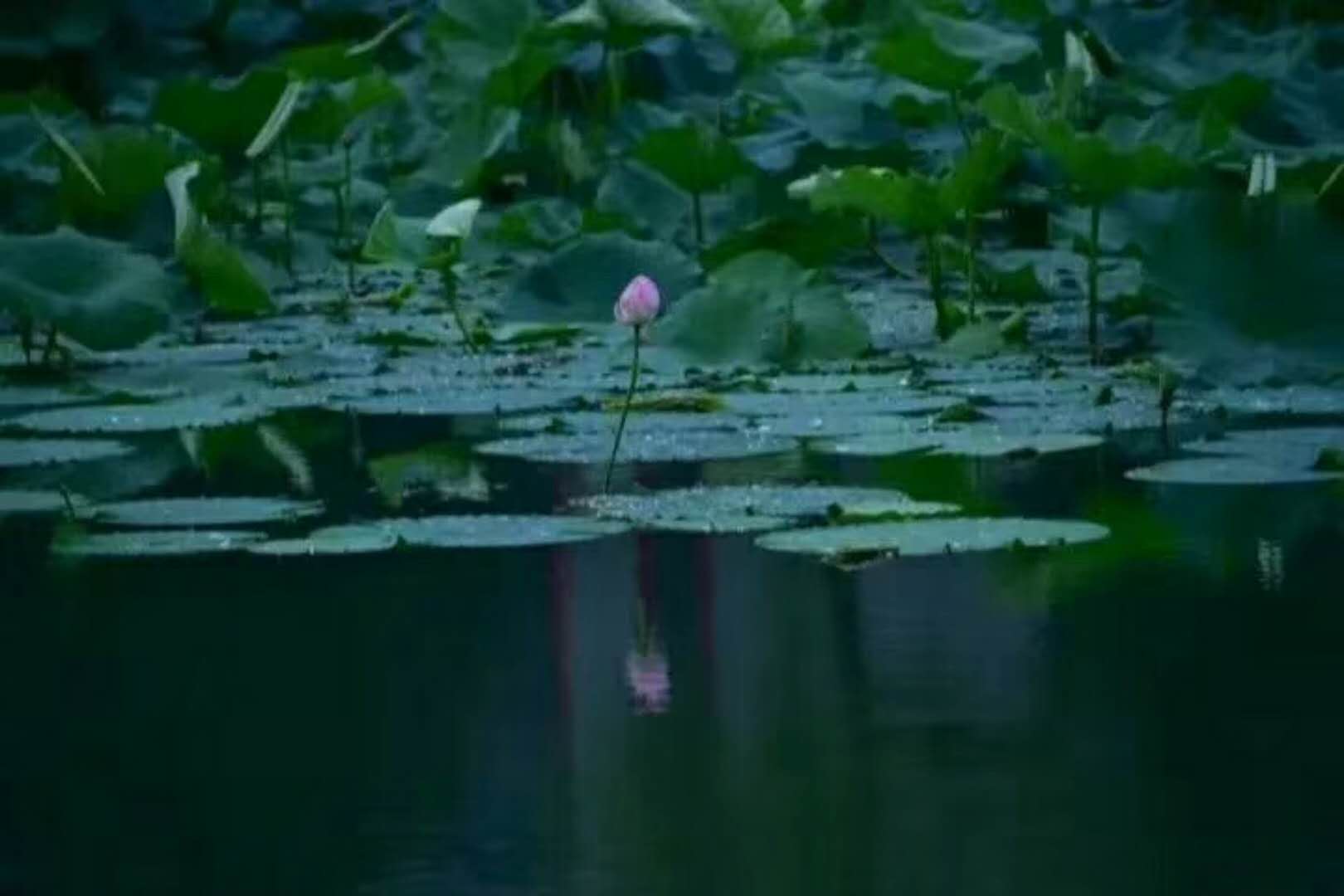 提婆达多的因果,提婆达多和提婆达多