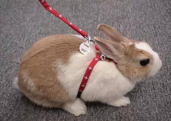 兔子喝水喝多了会怎么样,兔子喝多了水会怎么样