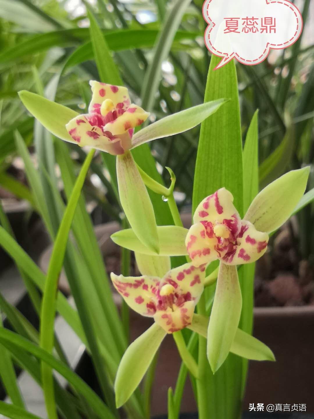 杨国文原创丨夏兰馨香漫