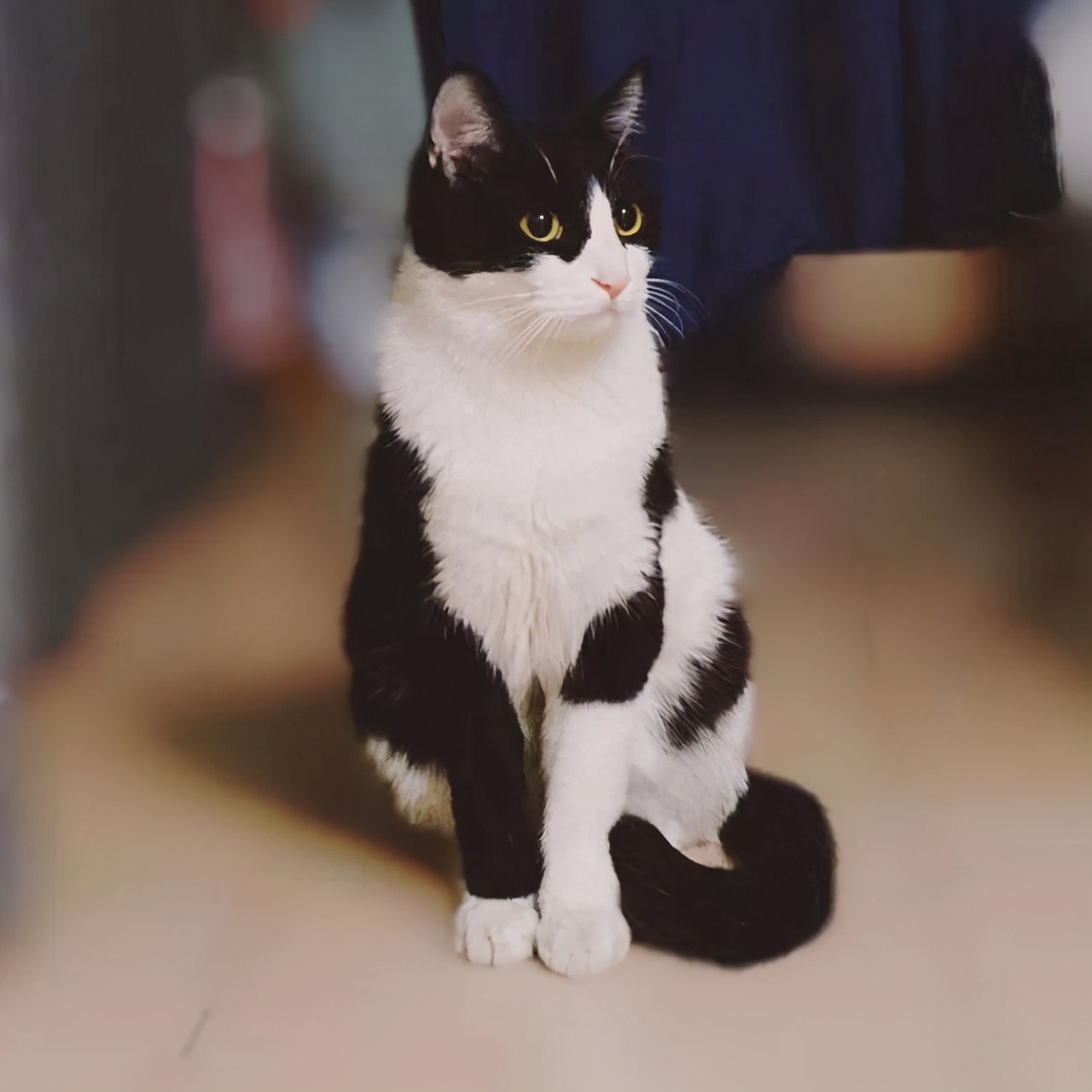 宠物猫有哪些品种比较好养,猫的品种都有哪些中华田园猫