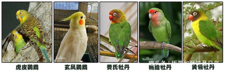 牡丹鹦鹉到底有多少种,可以饲养的牡丹鹦鹉有什么品种