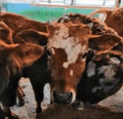 养牛场牛有癣怎么办,育肥牛身上牛皮癣的最佳治疗方法