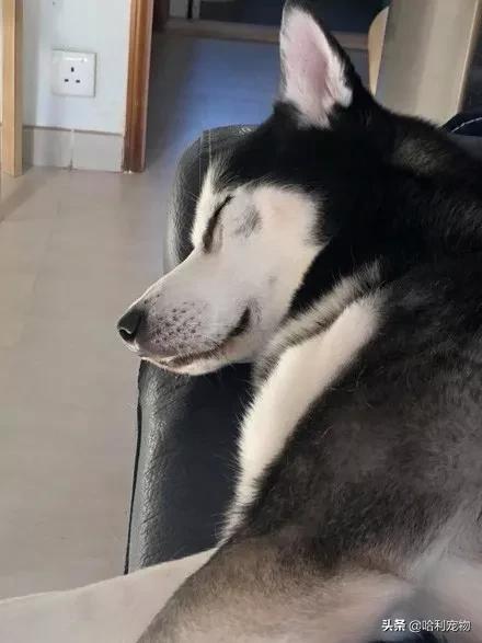 二哈伸腿被咬原视频,二哈咬伤自己