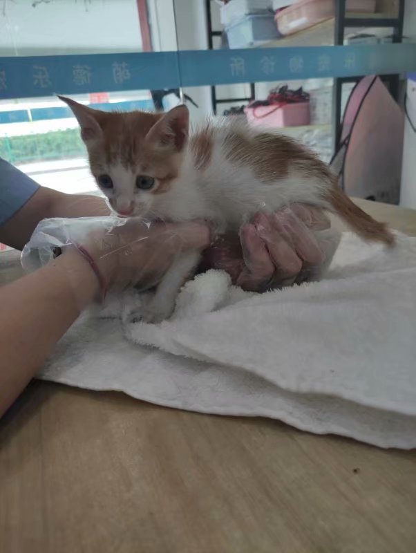 治疗猫瘟的处方,猫瘟在家怎么治疗