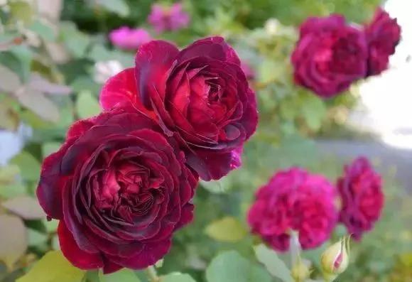 101种玫瑰品种科普你都认识吗,100种玫瑰品种科普你都认识吗