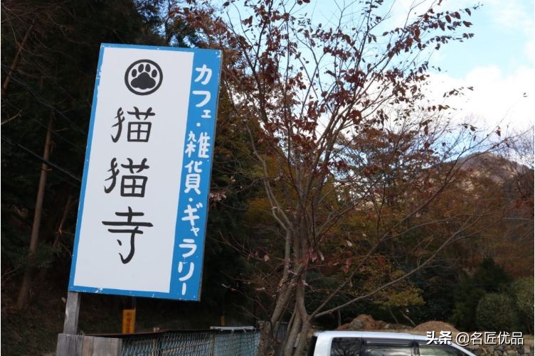 20岁少年建“猫猫寺”,和尚住持全是猫咪,网友:不敢撸不敢吸