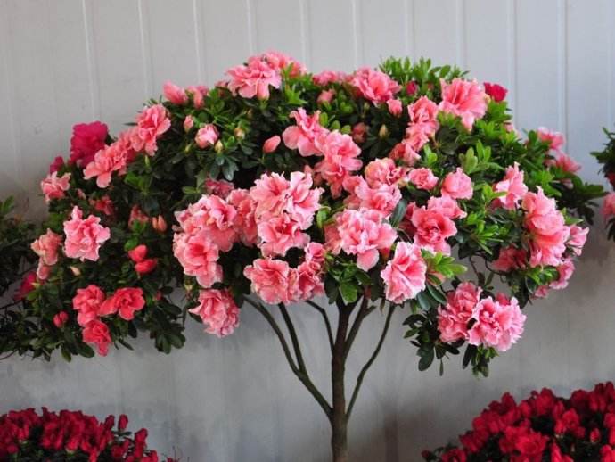 杜鹃花怎样施肥才能枝叶茂盛,杜鹃花枝叶茂盛不开花