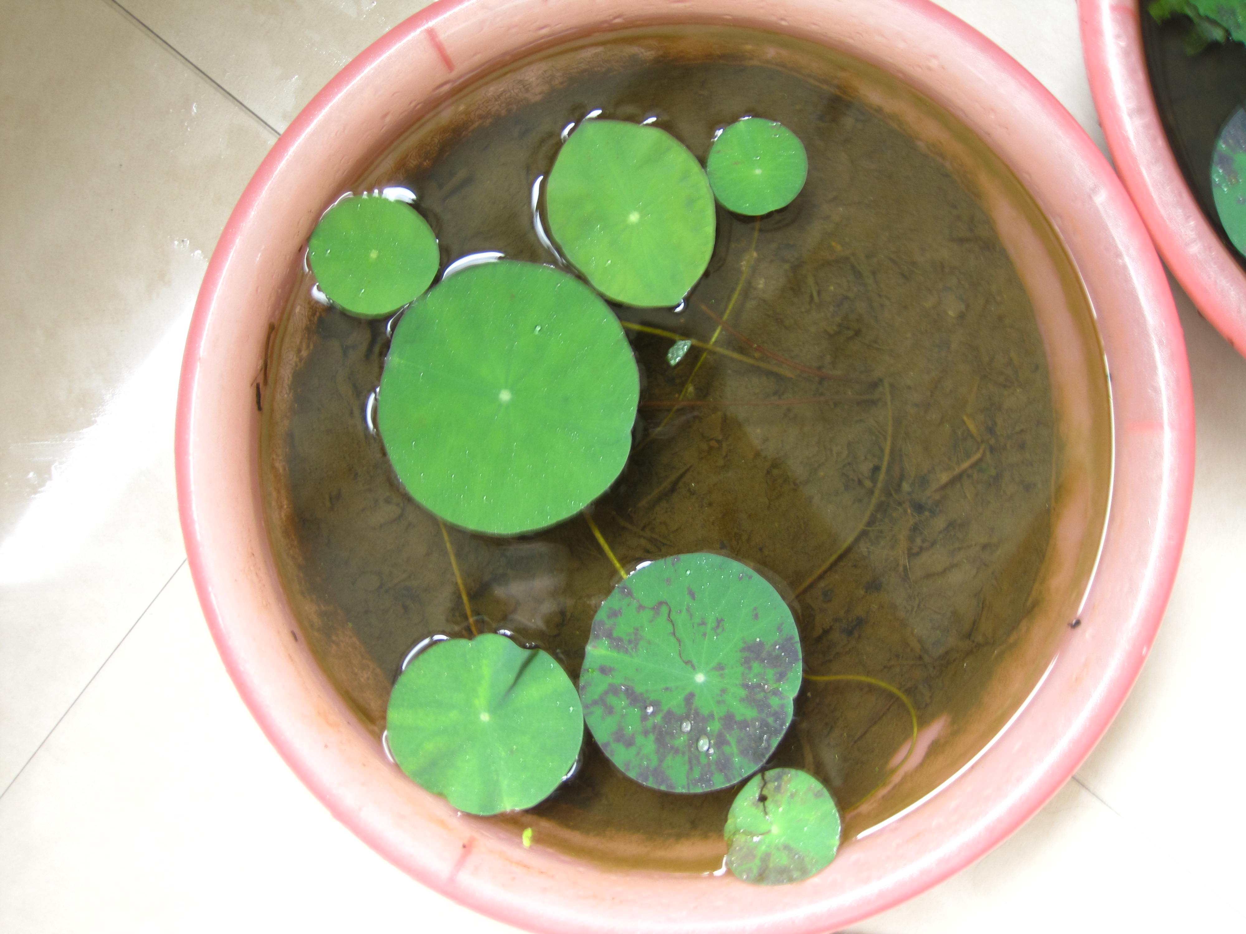 碗莲移栽最佳时间和方法,碗莲移栽叶子发黄怎么办