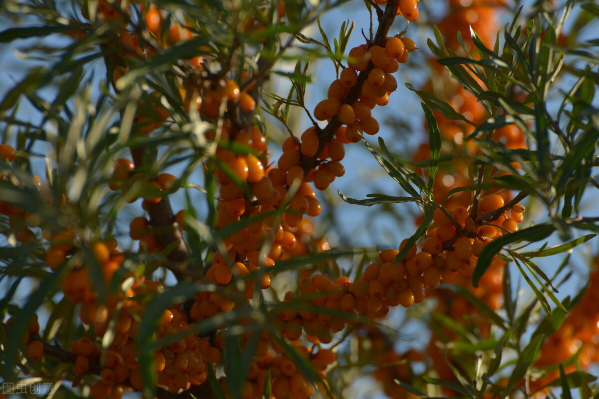 沙棘和沙枣区别,沙棘沙枣区别