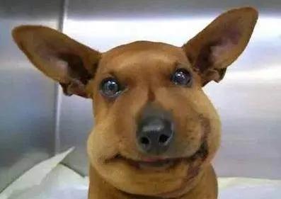 农村有哪些很毒的虫子,农村野外需要防备的毒虫