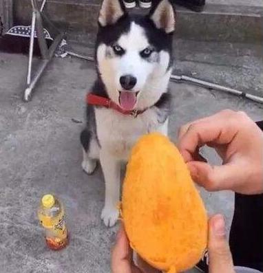 这六种食物一定不要让狗狗吃到,这5种水果别错过