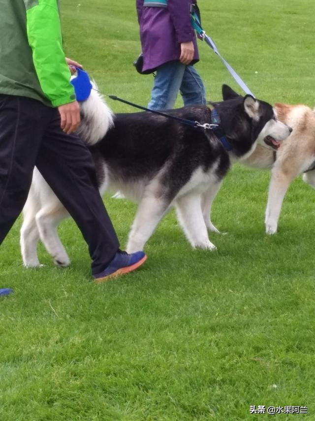 国际出行攻略,新西兰旅游攻略租车