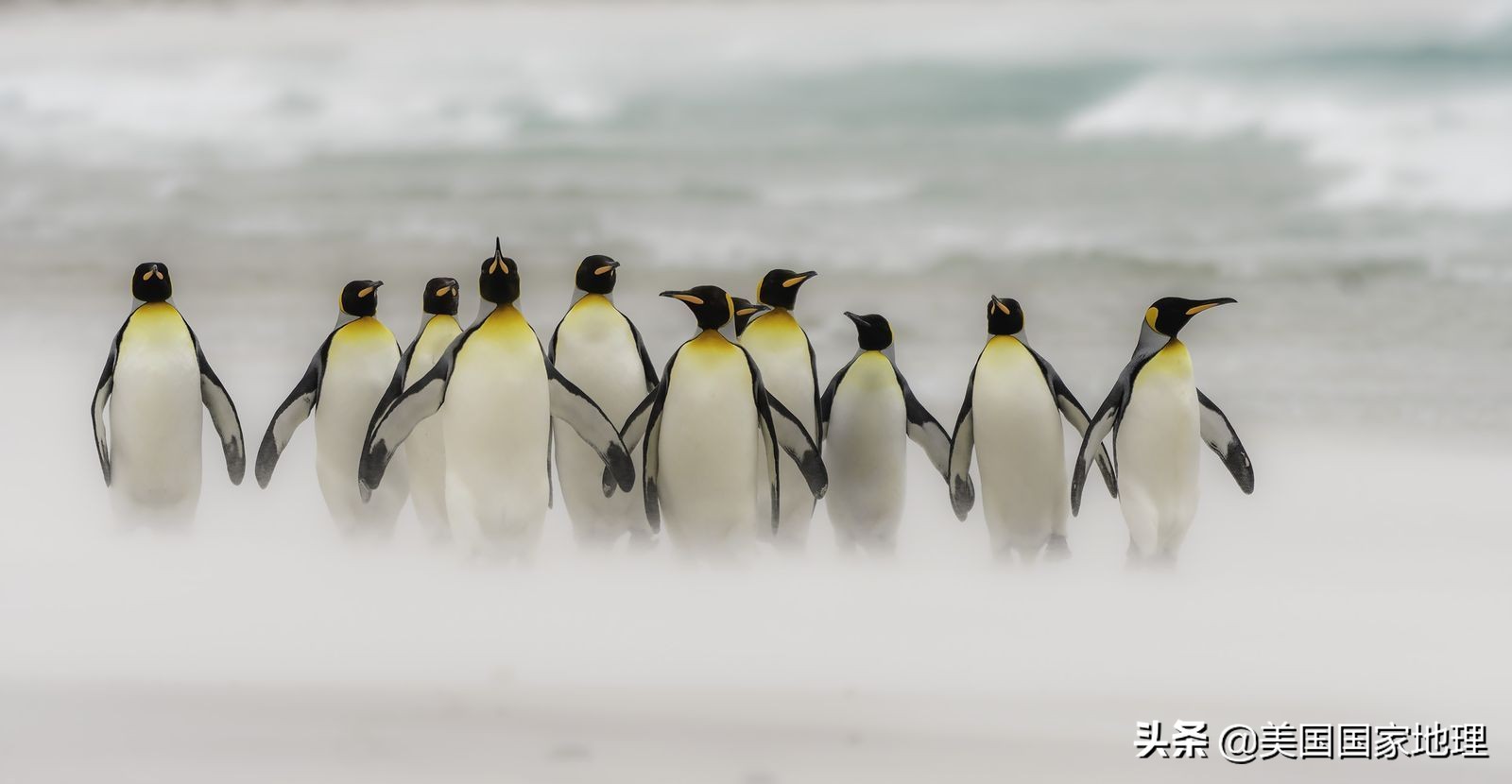 你见过的海豹都这么逗吗？！