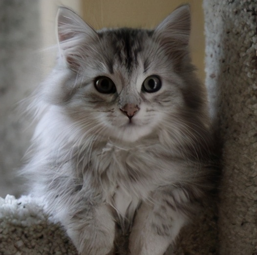 猫咪的臭臭正常是什么样子的,猫咪会对别的猫咪的气味敏感吗